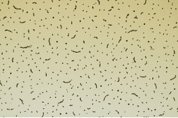 Habiller un plafond